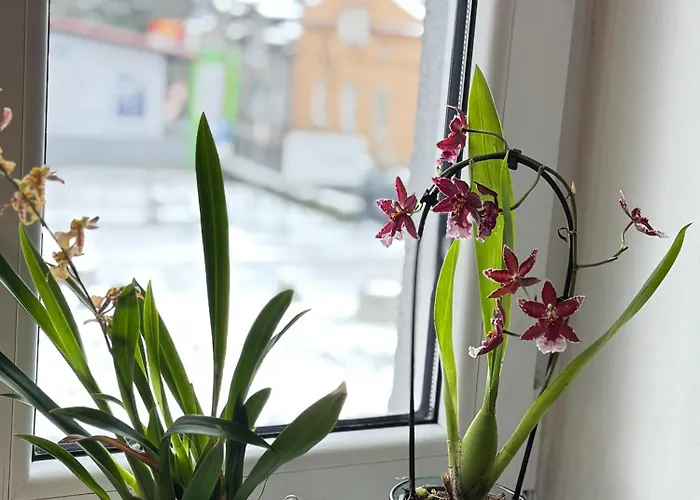 Pepek Ustronia אוסטראון